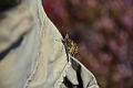 05 09 13_8533_edited-1